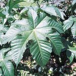 Castor Bean Seed