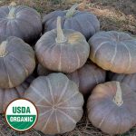 Strawberry Crown Squash Vegetable Seeds AS2509