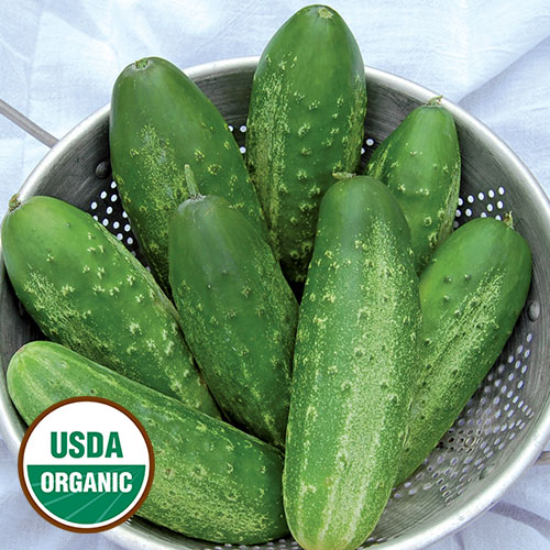 Russian Pickling Cucumber Vegetable Seeds AS2103