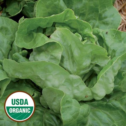 Ella Kropf Lettuce Vegetable Seeds AS2165