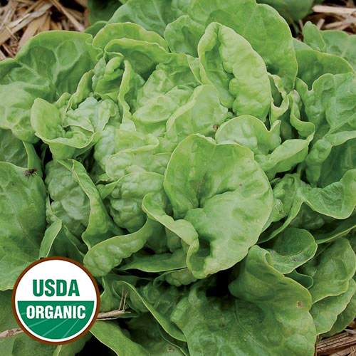 Three Heart Lettuce Vegetable Seeds AS2467