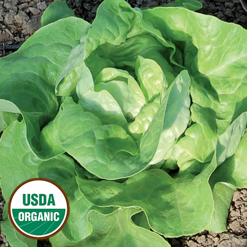 Mantilia Lettuce Vegetable Seeds AS2174