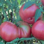 Dester Tomato Vegetable Seeds AS2335