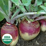 Joan Rutabaga Vegetable Seeds AS2267
