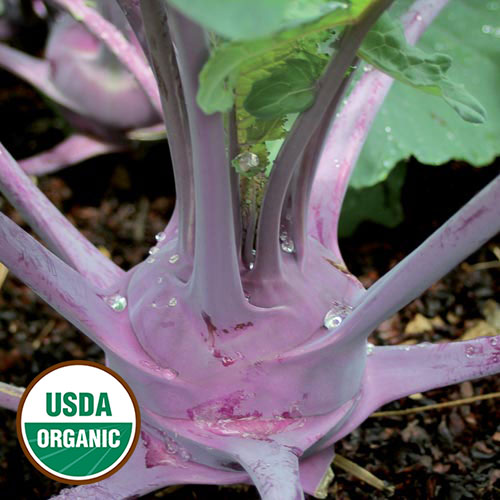 Purple Vienna Kohlrabi Vegetable Seeds AS2149