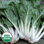 Prize Choy Asian Green Vegetable Seeds AS2007