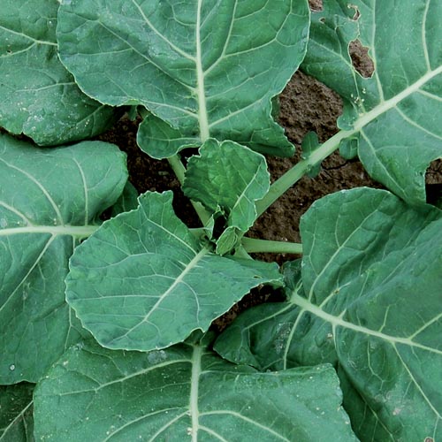 Vates Collards Vegetable Seeds AS2067