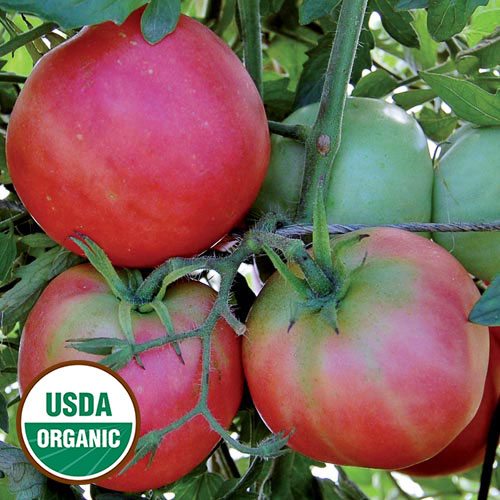 Peach Blow Sutton Tomato Vegetable Seeds AS2548