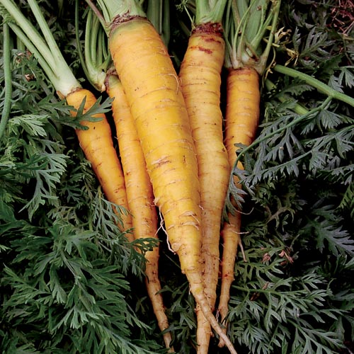 Jaune du Doubs Carrot Vegetable Seeds AS2051