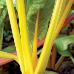 Gold Silverbeet Swiss Chard Vegetable Seeds AS2309