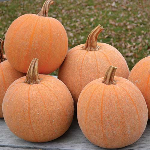 Winter Luxury Squash Vegetable Seeds AS2516