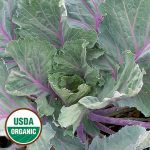 Ole Timey Blue Collards Vegetable Seeds AS2066