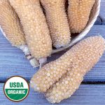 Bear Paw Corn Vegetable Seeds AS2069
