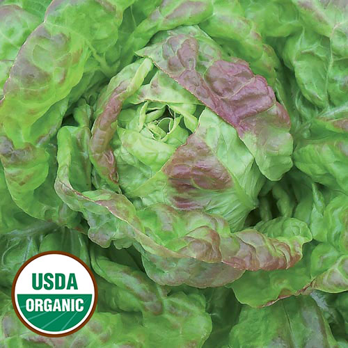 Gulley's Favorite Lettuce Vegetable Seeds AS2172