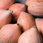 Sweet Fall Squash Vegetable Seeds AS2511