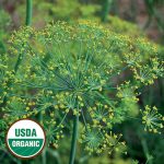 Bouquet Dill Herb Seeds AS2428