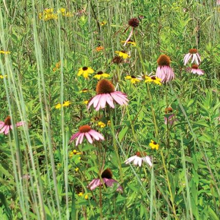 Dry Wildflower Mix Flower Seeds AS2387