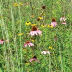 Dry Grass Mix Flower Seeds AS2386