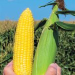 Honeygold Hybrid Sweet Corn Seed (sh2)