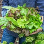 Premium Lettuce Seed Blend
