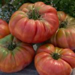 Gardeners Choice Hybrid Tomato