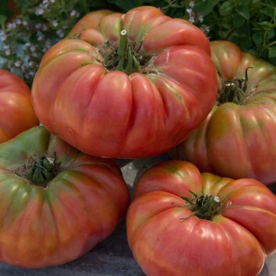Gardeners Choice Hybrid Tomato