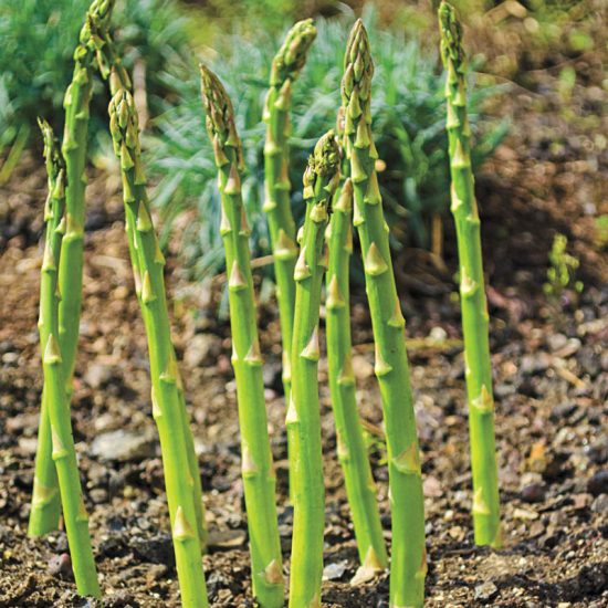 AsparaBest & Asparagus Plant