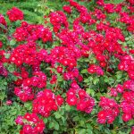 Champlain Shrub Rose