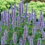Blue Fortune Hummingbird Mint