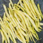 Goldrush Bush Bean