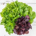 Flash Baby Leaf Mix Lettuce