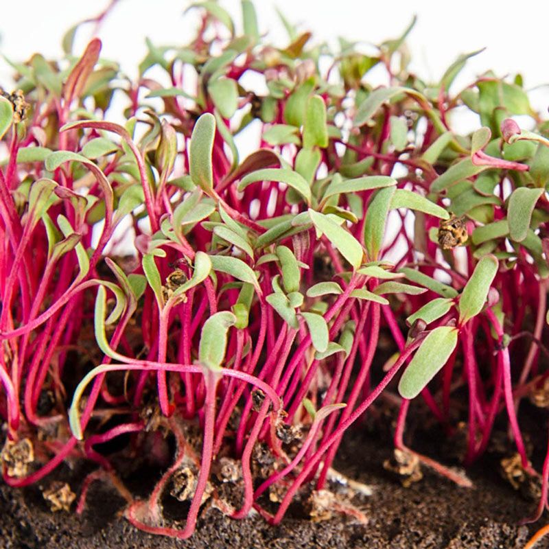 Organic Beet Microgreens - Seed