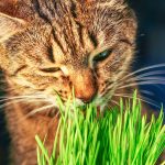 Cat Grass Seed