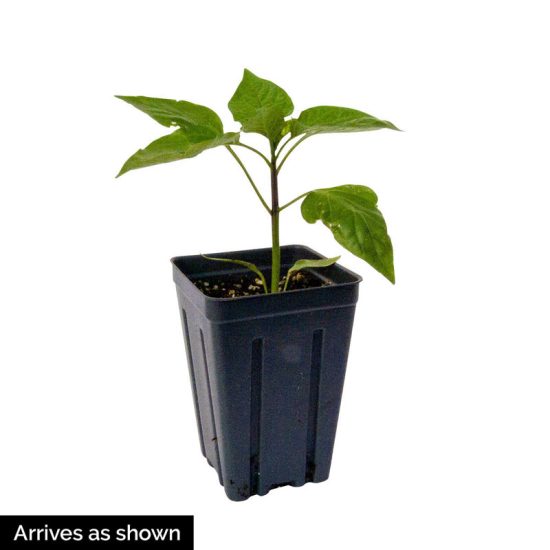 Flamethrower Mix Hybrid Hot Pepper