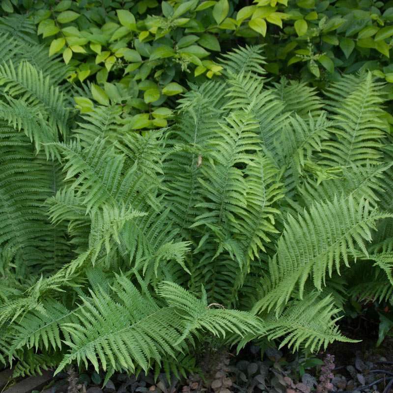 Ostrich Fern Plant