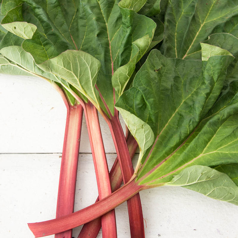 Hardy Tarty&Rhubarb Plant