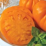 Orange Whopper Hybrid Tomato