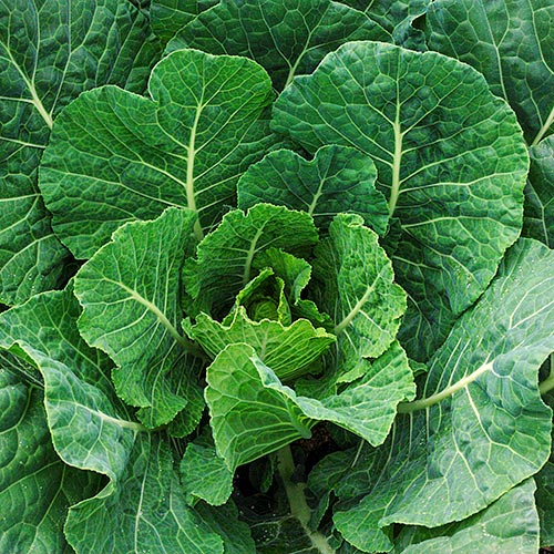 Tiger Hybrid Collards Seed