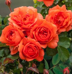 Above All Climbing Rose
