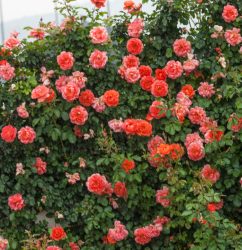 Above All Climbing Rose