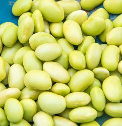 Tohya Edamame Seed