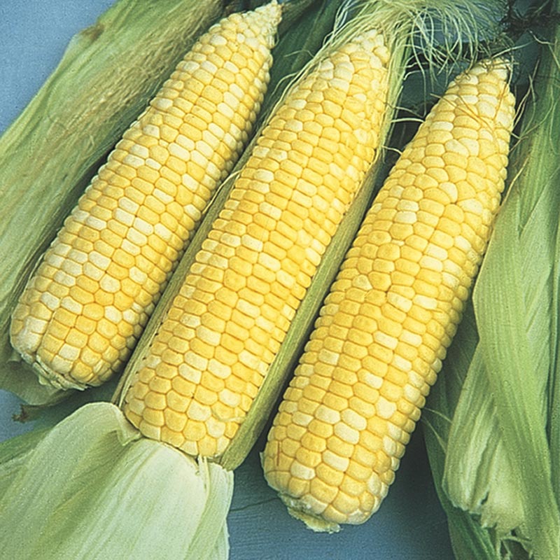 Sugar Baby Hybrid Sweet Corn Seed (se)