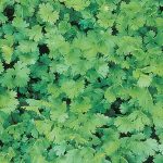 Coriander / Cilantro Herb &mdash; Plant