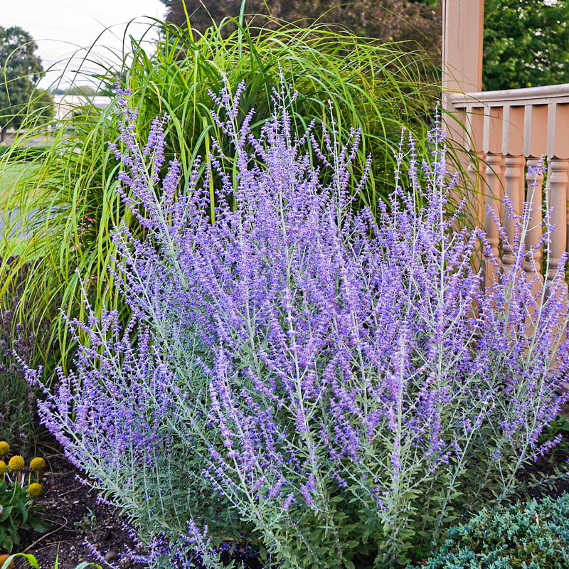 Rocketman Russian Sage Plant