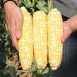 Gotta Have It & Hybrid Sweet Corn Seed