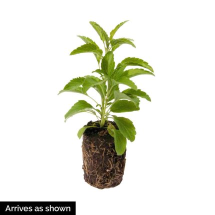 Sage Herb Seed