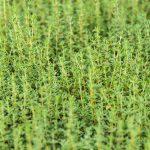 German Winter Thyme Seed