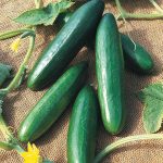 Diva Cucumber Seed