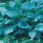 Colossal Blue Hosta Plant