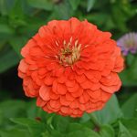 Coral Zinnia Seed